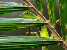 Lizard